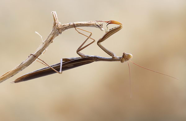 Mantis religiosa (Богомол обыкновенный)