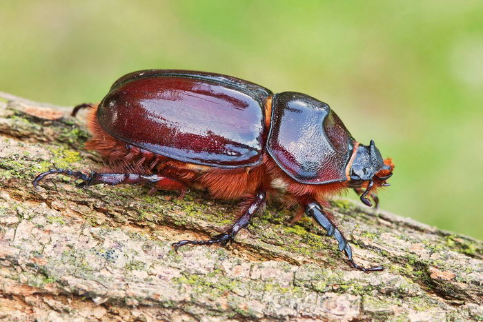 Жук носорог обыкновенный (Oryctes nasicornis) - самка