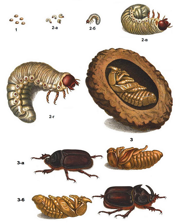 Жук носорог обыкновенный (Oryctes nasicornis) - стадии развития (метаморфоза)