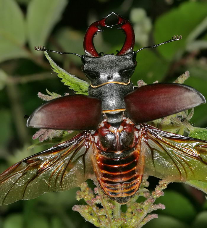 Жук-олень (Lucanus cervus)