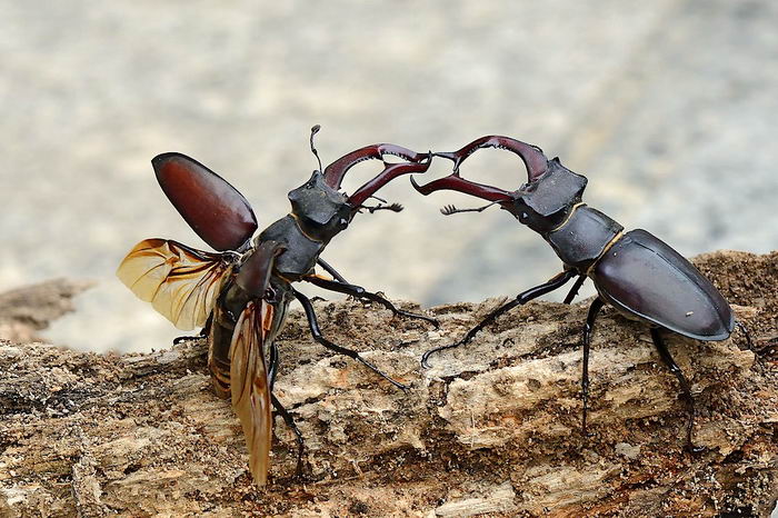 Жук-олень (Lucanus cervus)