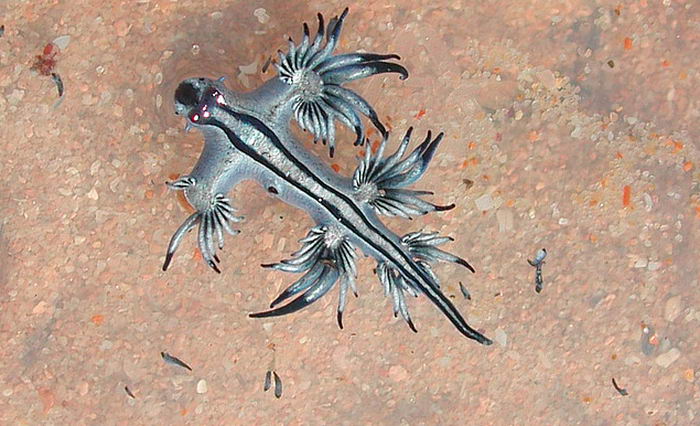 Glaucus atlanticus - моллюск глаукус