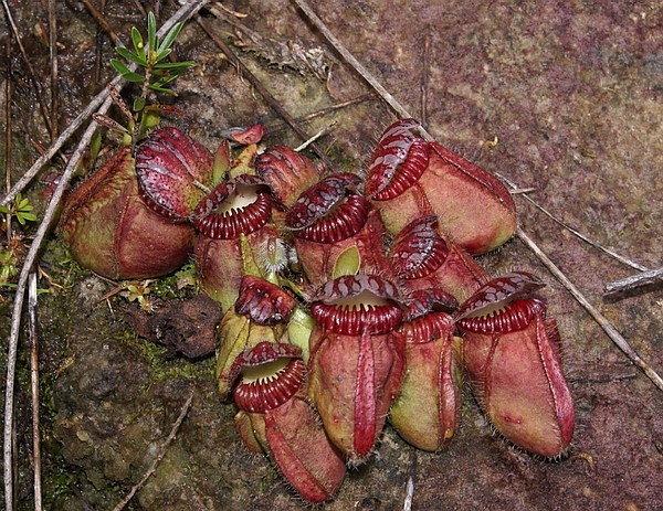 Cephalotus follicularis - Цефалотус мешочковый