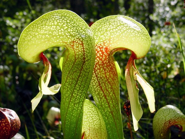 Darlingtonia californica - Дарлингтония калифорнийская