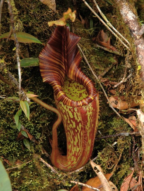 Nepenthes hurreliana - Непентес лиана