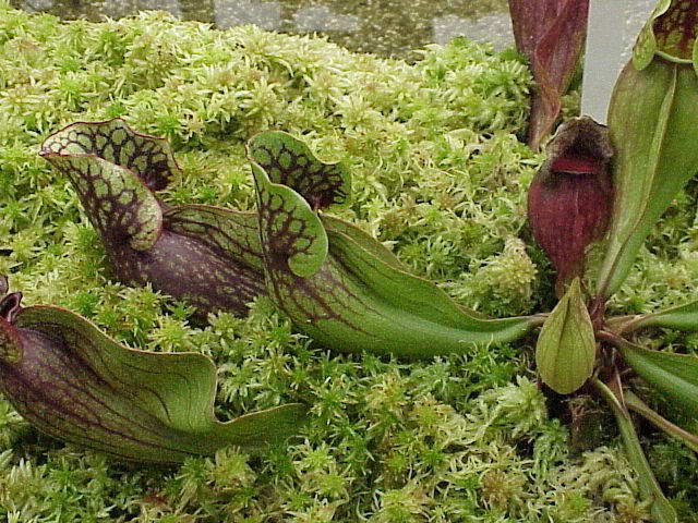 Sarracenia purpurea - Саррацения пурпурная