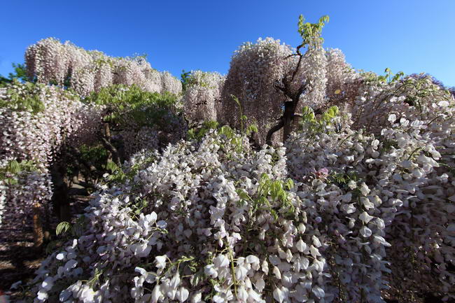 Японская глициния (Wisteria floribunda)