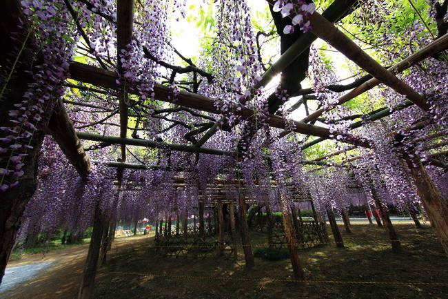 Японская глициния (Wisteria floribunda)