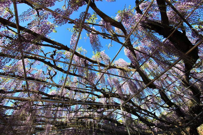 Японская глициния (Wisteria floribunda)