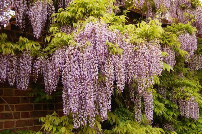 Японская глициния (Wisteria floribunda)