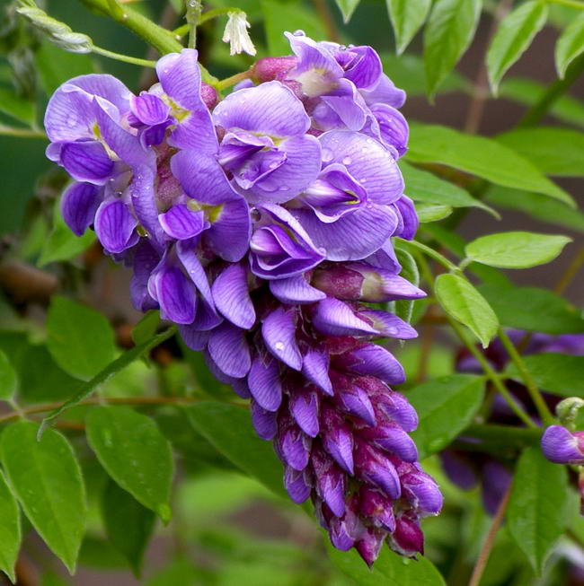 Американская глициния (Wisteria frutescens)