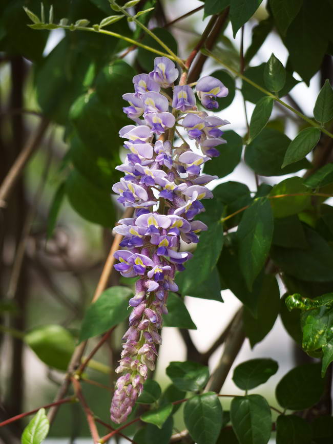 Кентуккская глициния (Wisteria macrostachya)