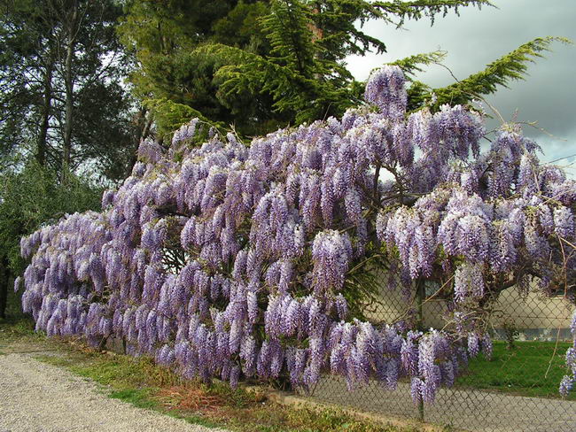 Wisteria sinensis Глициния китайская