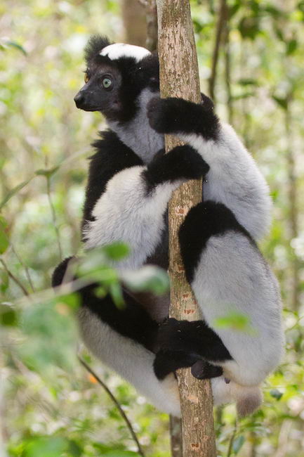 Лемур индри (Indri indri)