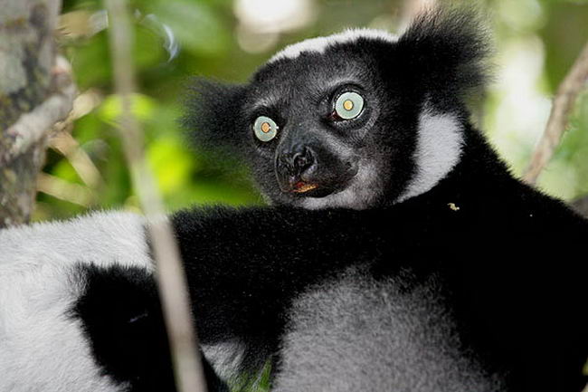 Лемур индри (Indri indri)