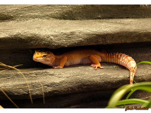 Пятнистый леопардовый эублефар (Eublepharis macularius)