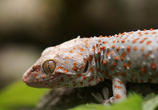 Геккон токи (Gekko gecko)