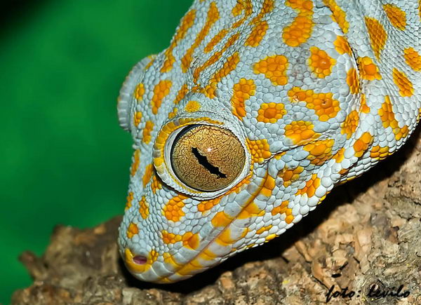 Геккон токи (Gekko gecko)