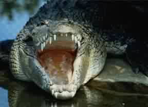 Разинул пасть крокодил