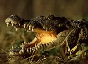 Крокодилы всегда улыбаются потому что у них такое строение пасти