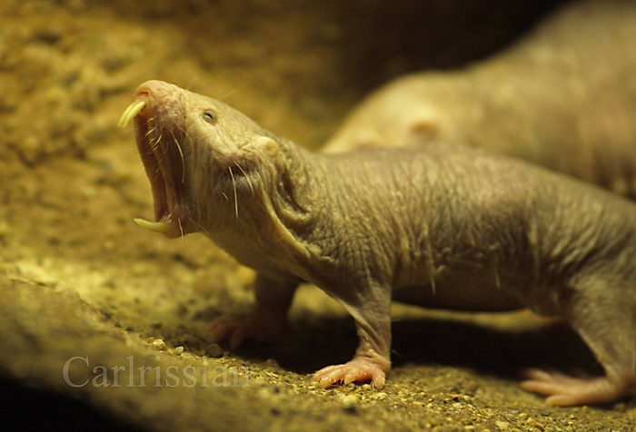 Голый землекоп (Heterocephalus glaber)