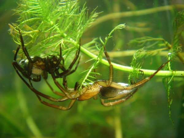 Водяной паук-серебрянка - Argyroneta aquatica