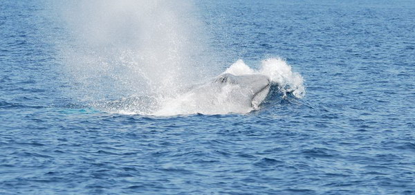 Фонтан синего кита