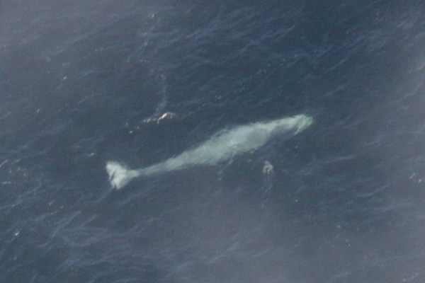 Наблюдение за китом с воздуха