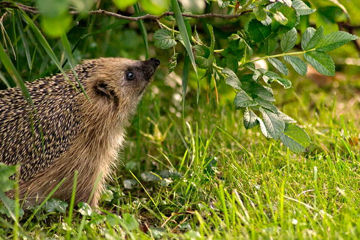 Еж европейский (Erinaceus europaeus)