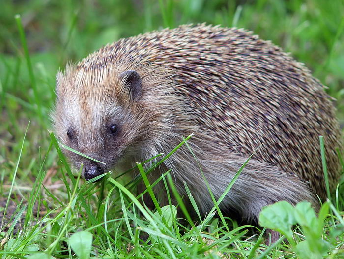 Еж европейский (Erinaceus europaeus)