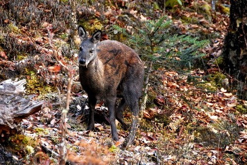 Moschus moschiferus - мускусный олень