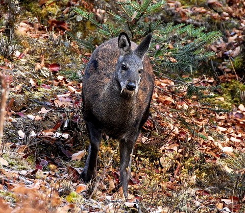 Moschus moschiferus - мускусный олень