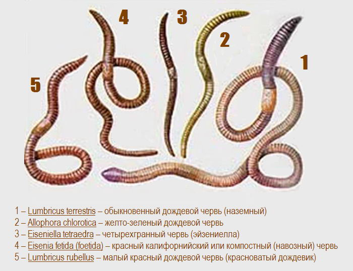 Наиболее распространенные виды дождевых червей