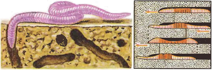 Кинетика движения дождевого червя в норе и её формирование