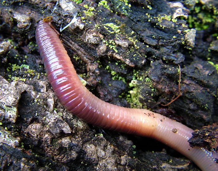 Lumbricus terrestris - обыкновенный дождевой червь