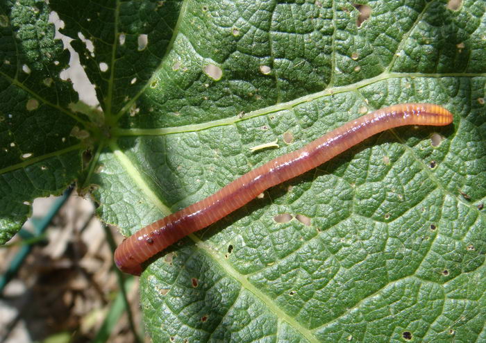 Дождевой червь на листе растения