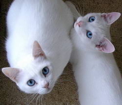 Эрмитажные белоснежные коты