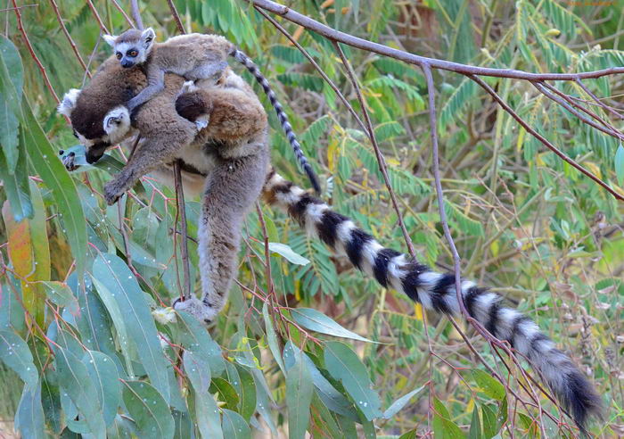 Кошачие лемуры (Lemur catta)