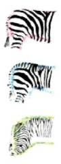 Различные рисунки расцветки на задней части тела зебры
