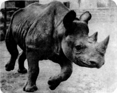 У черного африканского носорога верхняя губа узкая, заострена небольшим хоботком или клином. У белого носорога широкая.