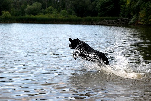 Пёс сопровождавший походников по реке