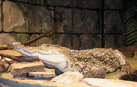 Крокодил Гена - сердцеед
